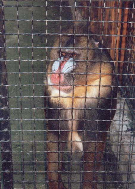 Zoo-Bucuresti