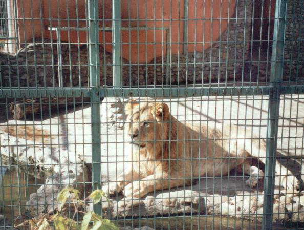 Zoo-Bucuresti