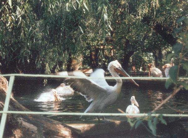 Zoo-Bucuresti